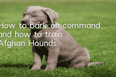 How to bark on command and how to train Afghan Hounds