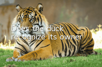 Does the duck recognize its owner?