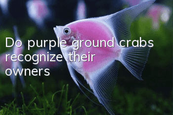 Do purple ground crabs recognize their owners?