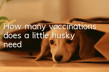 How many vaccinations does a little husky need?