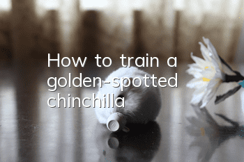 How to train a golden-spotted chinchilla