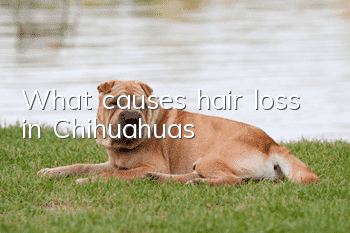 What causes hair loss in Chihuahuas?