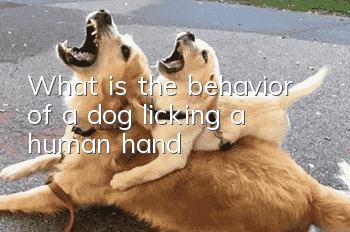 What is the behavior of a dog licking a human hand?