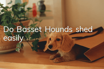 Do Basset Hounds shed easily?