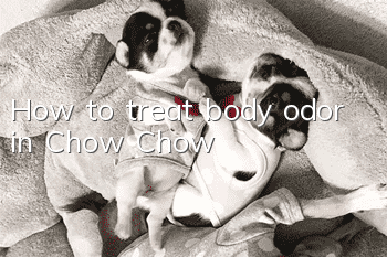 How to treat body odor in Chow Chow