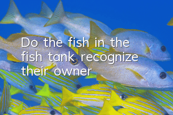 Do the fish in the fish tank recognize their owner?