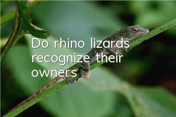 Do rhino lizards recognize their owners?