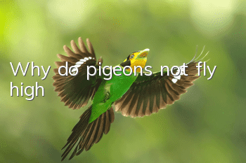 Why do pigeons not fly high?