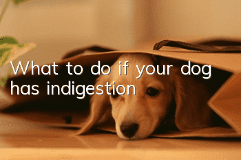 What to do if your dog has indigestion?