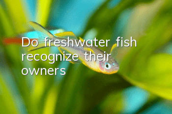 Do freshwater fish recognize their owners?