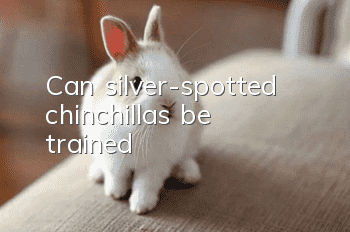 Can silver-spotted chinchillas be trained?