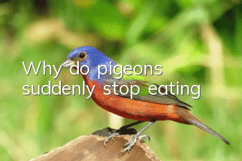 Why do pigeons suddenly stop eating?