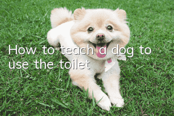 How to teach a dog to use the toilet