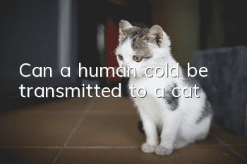 Can a human cold be transmitted to a cat?