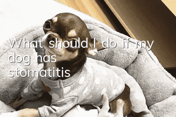 What should I do if my dog ​​has stomatitis?