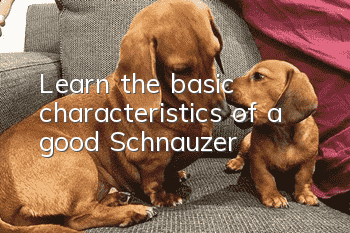 Learn the basic characteristics of a good Schnauzer