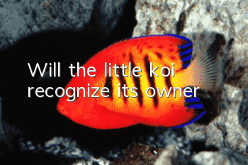 Will the little koi recognize its owner?