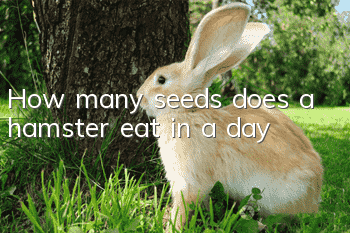 How many seeds does a hamster eat in a day?