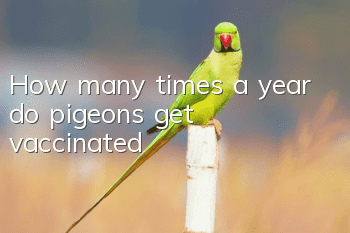 How many times a year do pigeons get vaccinated?