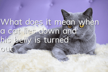 What does it mean when a cat lies down and his belly is turned out?