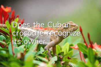 Does the Cuban crocodile recognize its owner?