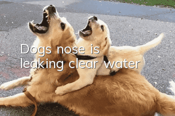 Dog's nose is leaking clear water