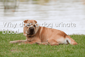 Why does a dog urinate blood?