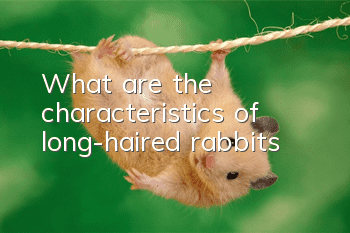 What are the characteristics of long-haired rabbits?