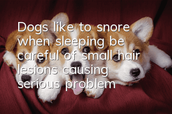 Dogs like to snore when sleeping, be careful of small hair lesions causing serious problems