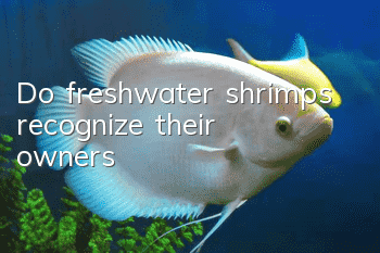 Do freshwater shrimps recognize their owners?