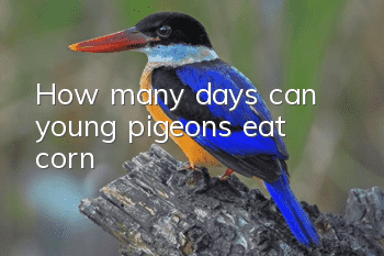 How many days can young pigeons eat corn?