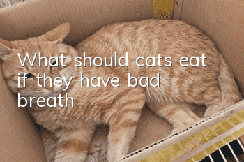 What should cats eat if they have bad breath?