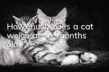 How much does a cat weigh at six months old?