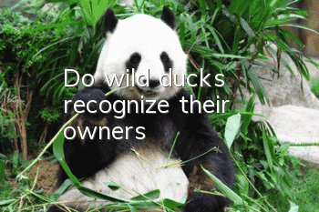 Do wild ducks recognize their owners?