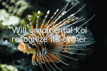 Will ornamental koi recognize its owner?