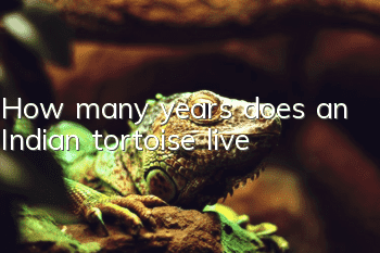 How many years does an Indian tortoise live?