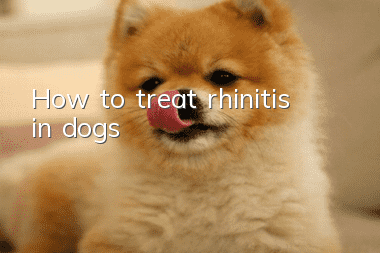 How to treat rhinitis in dogs?