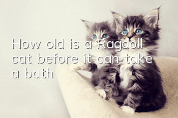 How old is a Ragdoll cat before it can take a bath?