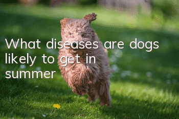 What diseases are dogs likely to get in summer?