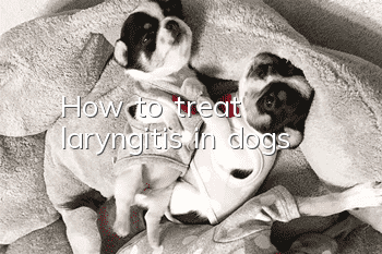 How to treat laryngitis in dogs?