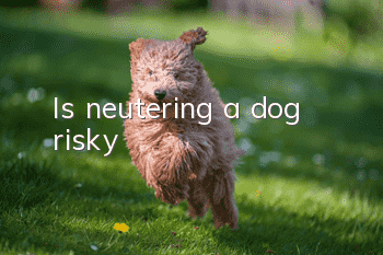 Is neutering a dog risky?