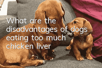 What are the disadvantages of dogs eating too much chicken liver?