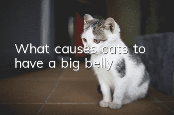 What causes cats to have a big belly?