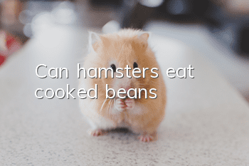 Can hamsters eat cooked beans?