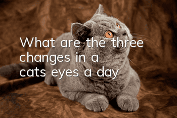 What are the three changes in a cat's eyes a day?