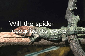 Will the spider recognize its owner?