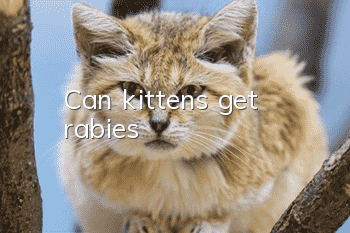 Can kittens get rabies?