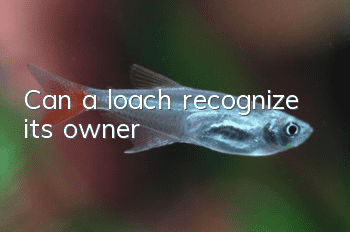 Can a loach recognize its owner?