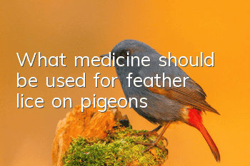 What medicine should be used for feather lice on pigeons?