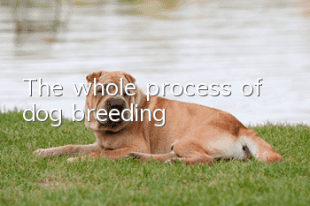 The whole process of dog breeding